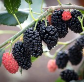 2mzj0qetk3s4cbd4fjiefgmuqlryqce3 — копия5